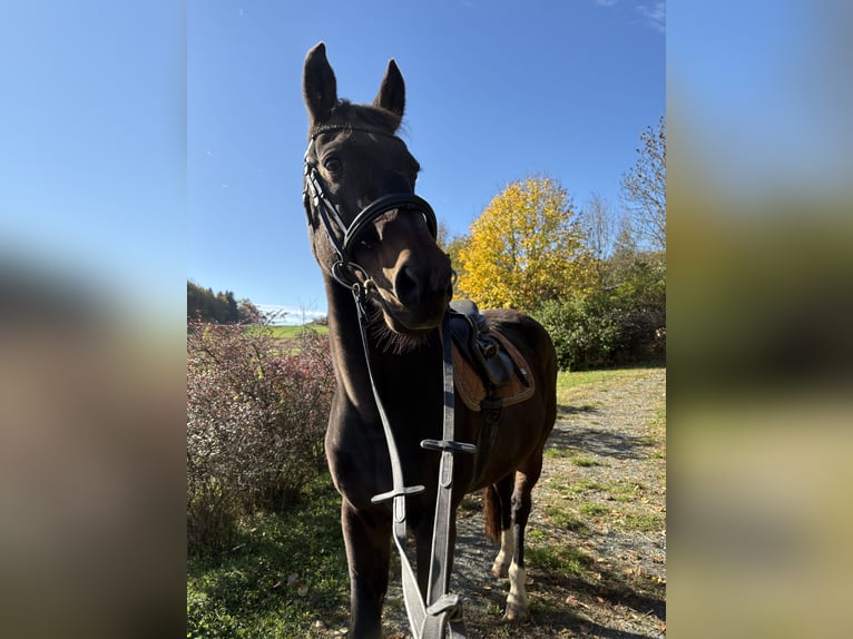 Westfale Wallach 20 Jahre 170 cm Dunkelbrauner in Gamlitz