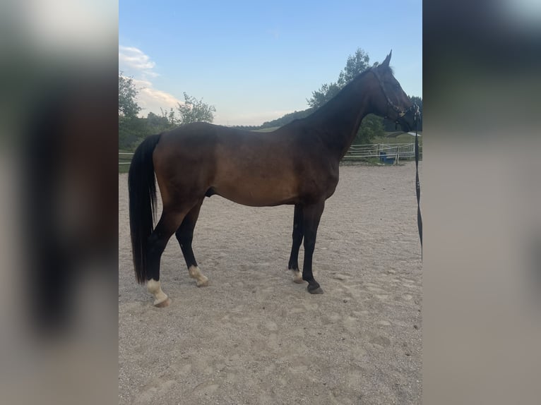 Westfale Wallach 20 Jahre 170 cm Dunkelbrauner in Gamlitz