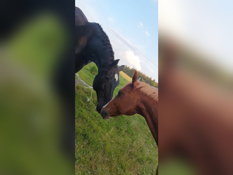 Westfale Wallach 20 Jahre 176 cm Rappe in Husum