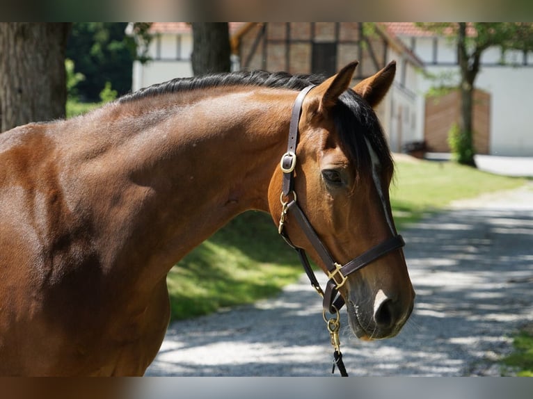 Westfale Wallach 21 Jahre 171 cm Brauner in Brilon