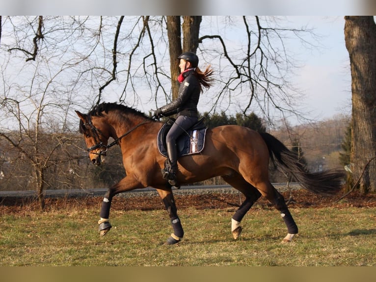 Westfale Wallach 21 Jahre 171 cm Brauner in Brilon