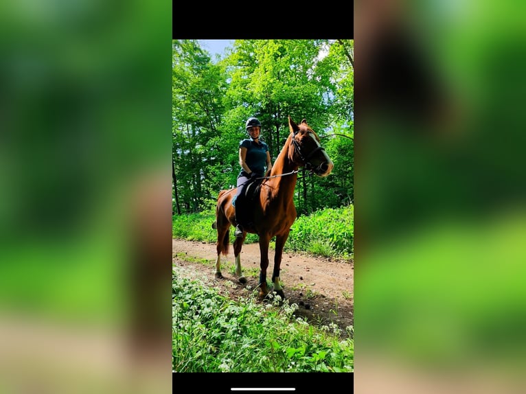 Westfale Wallach 22 Jahre 162 cm Fuchs in Hameln