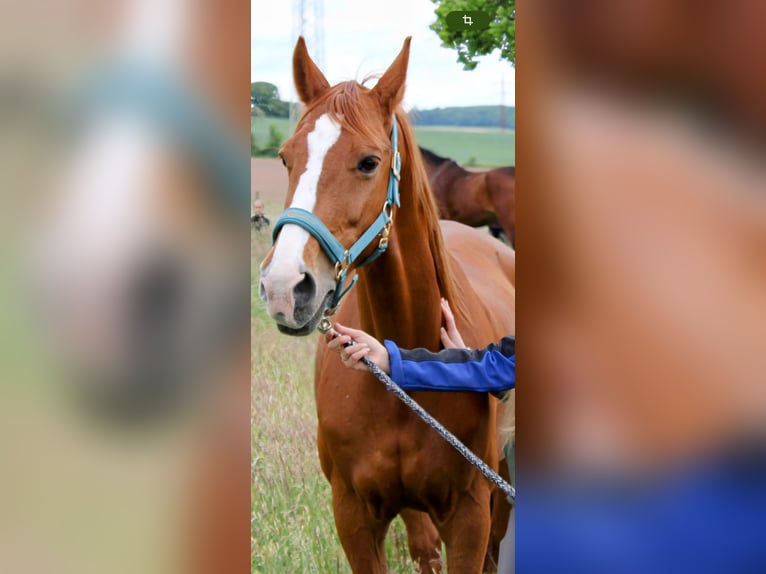 Westfale Wallach 22 Jahre 162 cm Fuchs in Hameln