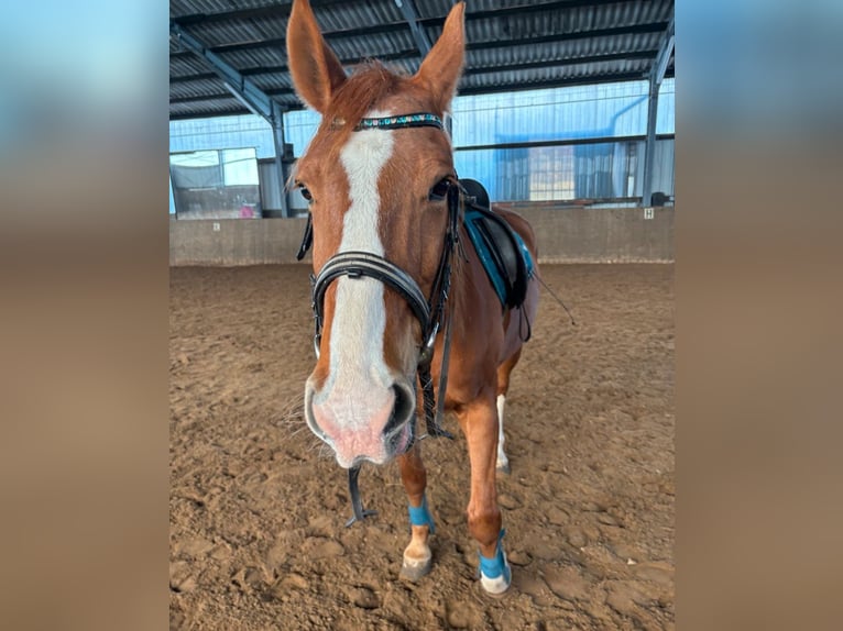 Westfale Wallach 22 Jahre 162 cm Fuchs in Hameln