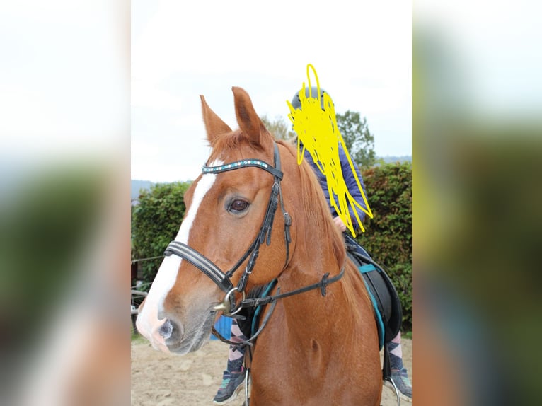 Westfale Wallach 22 Jahre 162 cm Fuchs in Hameln