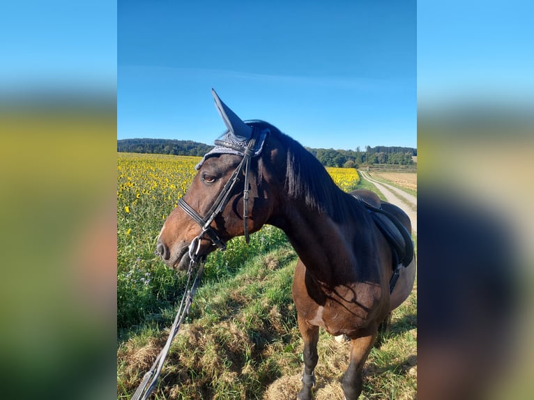 Westfale Wallach 23 Jahre 172 cm Brauner in Mindelheim