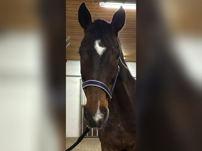 Westfale Wallach 23 Jahre 172 cm Brauner in Mindelheim