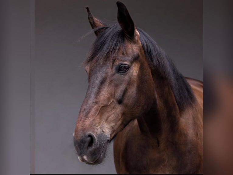 Westfale Wallach 23 Jahre 179 cm Schwarzbrauner in Reichenberg