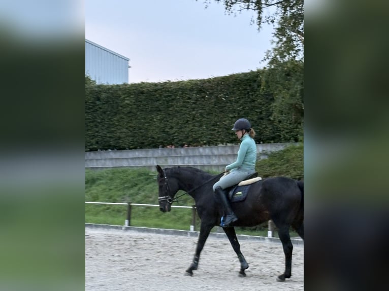 Westfale Wallach 24 Jahre 168 cm Dunkelbrauner in Beckum