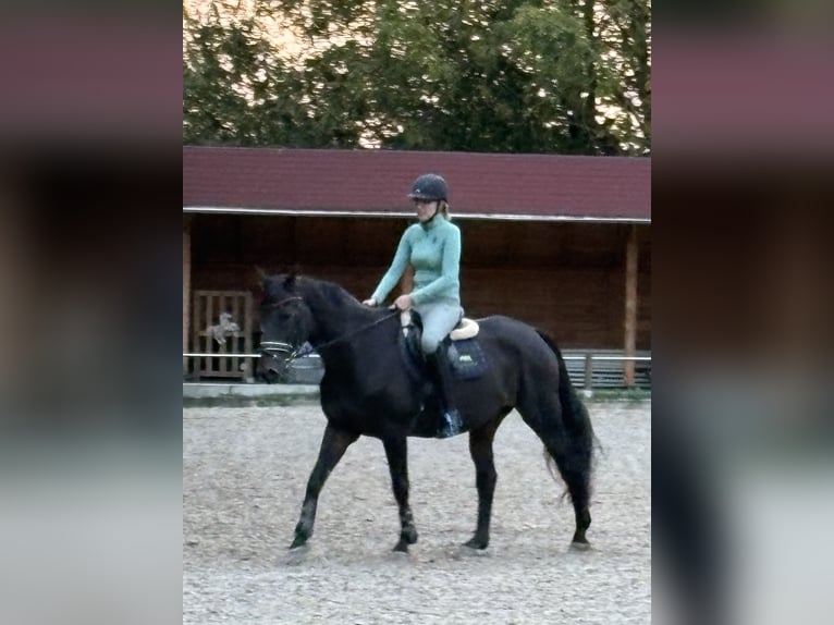 Westfale Wallach 24 Jahre 168 cm Dunkelbrauner in Beckum