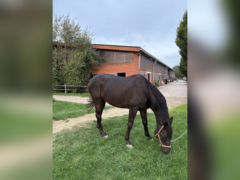 Westfale Wallach 24 Jahre 168 cm Dunkelbrauner in Beckum