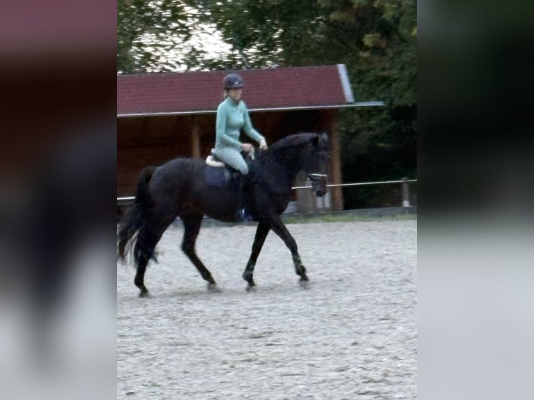 Westfale Wallach 24 Jahre 168 cm Dunkelbrauner in Beckum