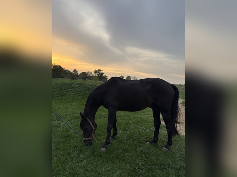 Westfale Wallach 24 Jahre 168 cm Dunkelbrauner in Beckum
