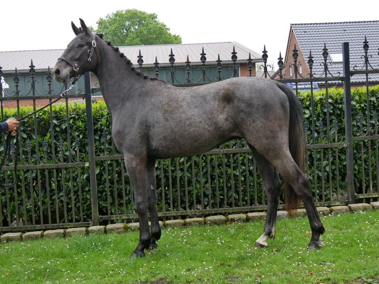Westfale Wallach 2 Jahre 155 cm in Dorsten