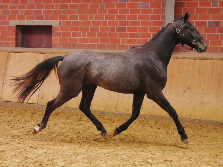Westfale Wallach 2 Jahre 155 cm in Dorsten