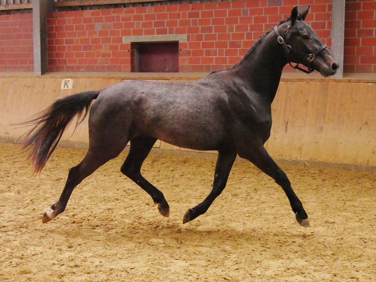 Westfale Wallach 2 Jahre 155 cm in Dorsten