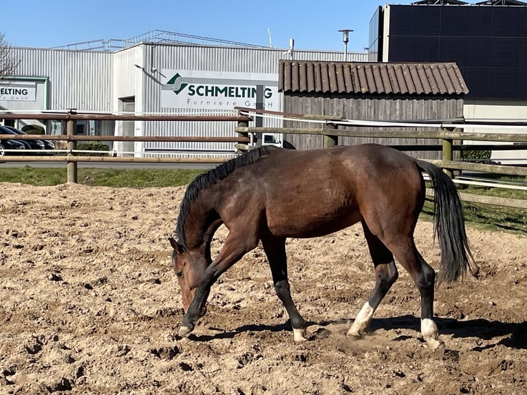 Westfale Wallach 2 Jahre 163 cm Brauner in Heiden