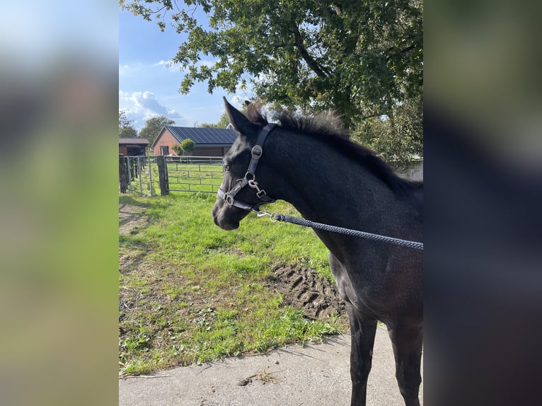 Westfale Wallach 2 Jahre 163 cm Schimmel in Ennigerloh