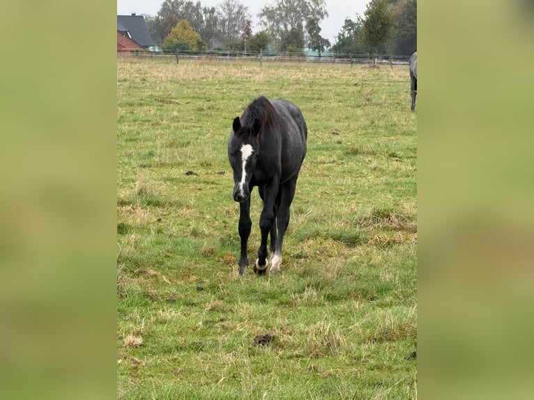 Westfale Wallach 2 Jahre 163 cm Schimmel in Ennigerloh