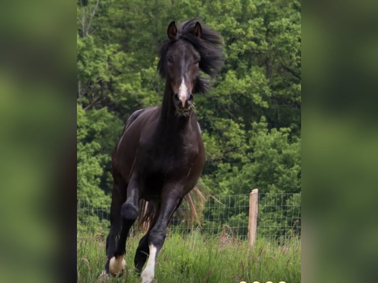 Westfale Wallach 2 Jahre 164 cm Dunkelbrauner in Überherrn