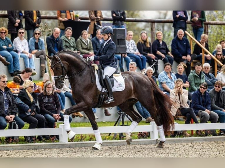 Westfale Wallach 2 Jahre 165 cm Dunkelbrauner in Wenden