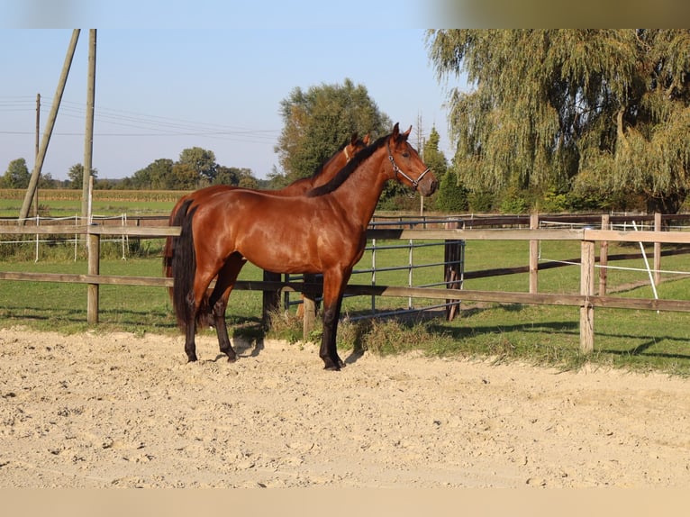 Westfale Wallach 2 Jahre 166 cm Brauner in Ascheberg