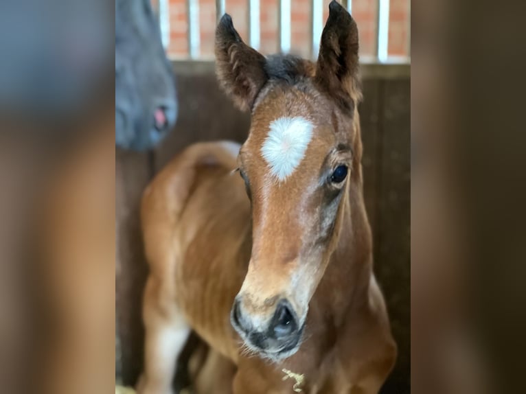 Westfale Wallach 2 Jahre 167 cm Dunkelbrauner in Senden