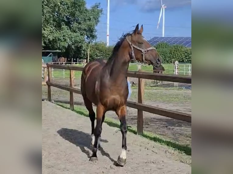 Westfale Wallach 2 Jahre 167 cm Dunkelbrauner in Senden