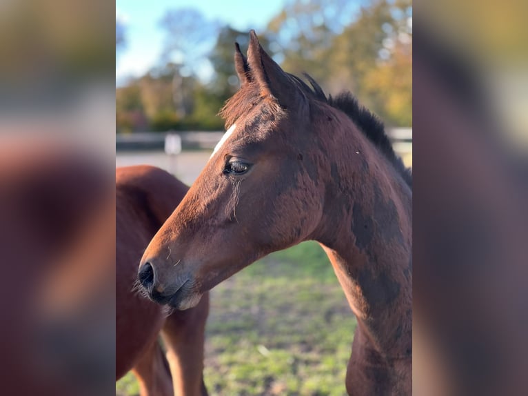 Westfale Wallach 2 Jahre 167 cm Dunkelbrauner in Senden