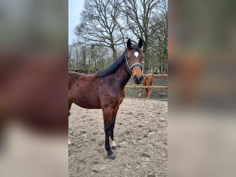Westfale Wallach 2 Jahre 167 cm Dunkelbrauner in Senden