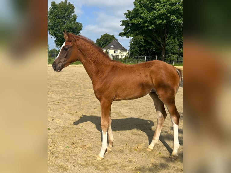 Westfale Wallach 2 Jahre 170 cm Fuchs in Dortmund