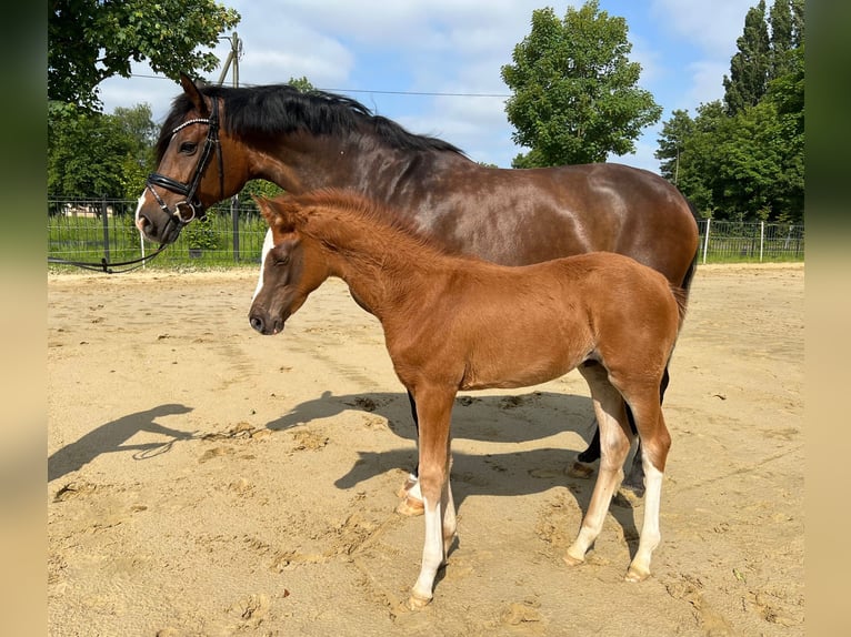 Westfale Wallach 2 Jahre 170 cm Fuchs in Dortmund