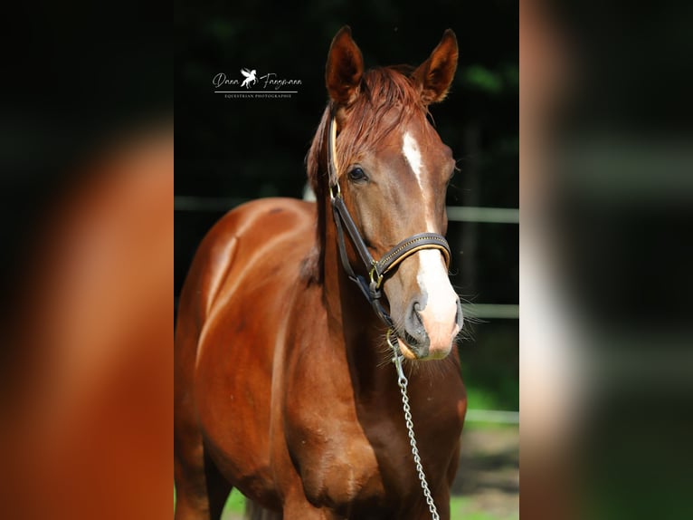 Westfale Wallach 2 Jahre 172 cm Dunkelfuchs in Neuenkirchen-V&#xF6;rden