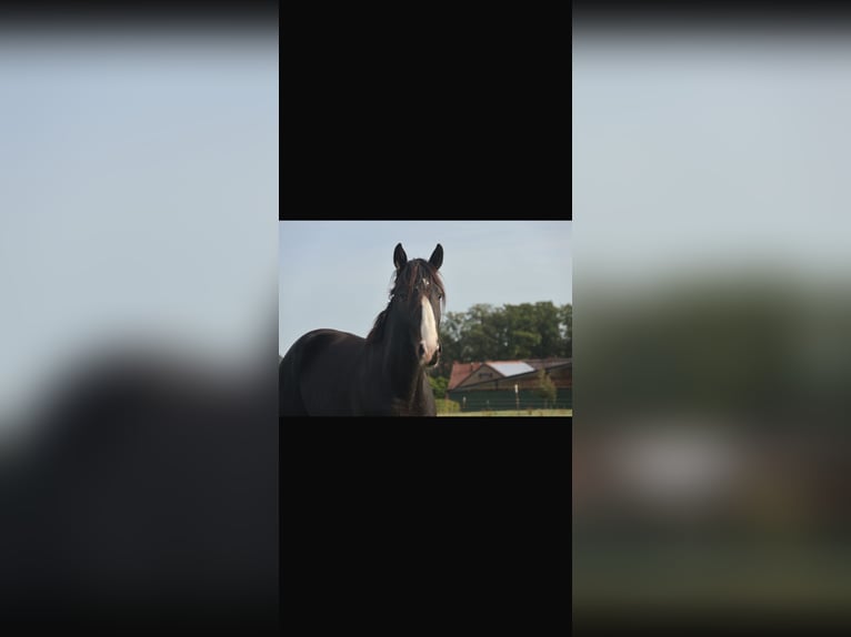 Westfale Wallach 2 Jahre 172 cm Schwarzbrauner in GüterslohG