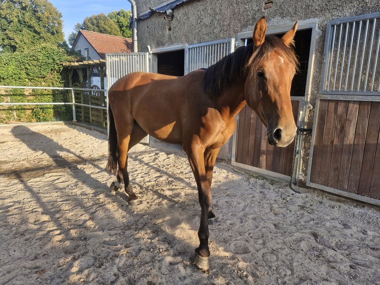 Westfale Wallach 2 Jahre Brauner in Bodenfelde-Wahmbeck