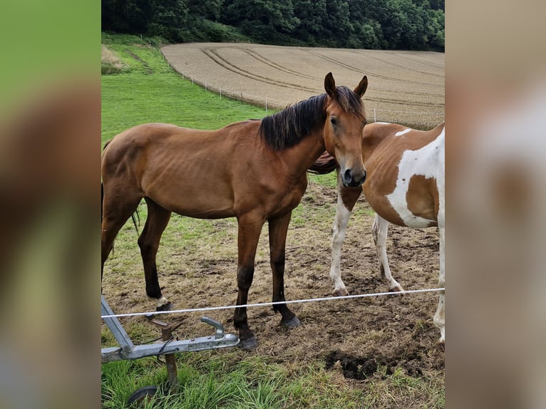 Westfale Wallach 2 Jahre Brauner in Bodenfelde-Wahmbeck