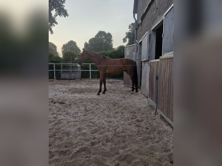 Westfale Wallach 2 Jahre Brauner in Bodenfelde-Wahmbeck