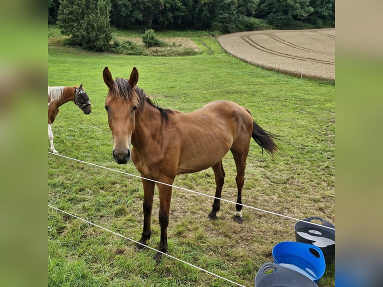 Westfale Wallach 2 Jahre Brauner in Bodenfelde-Wahmbeck