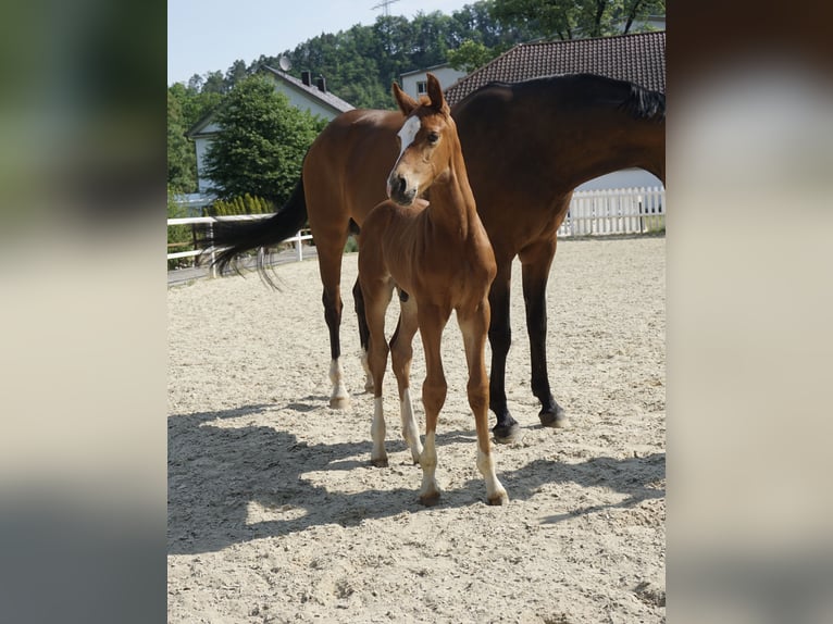 Westfale Wallach 2 Jahre Fuchs in Haigerloch