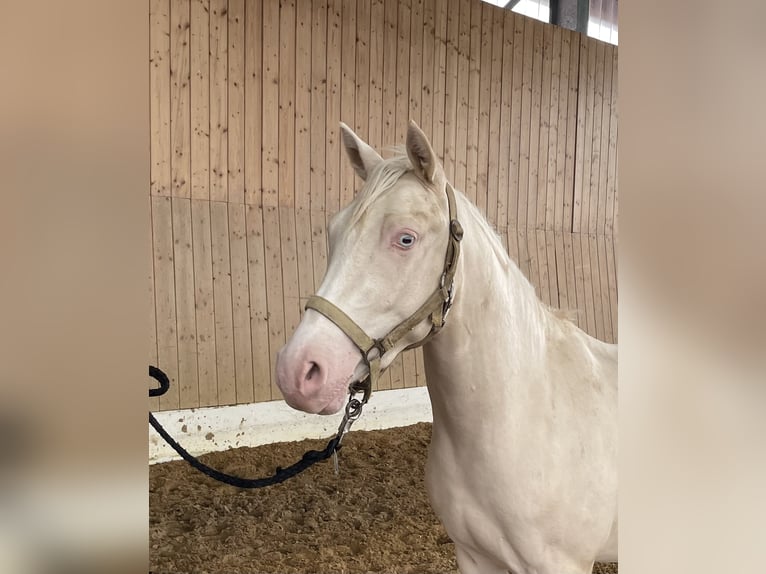 Westfale Wallach 3 Jahre 143 cm Cremello in Verl