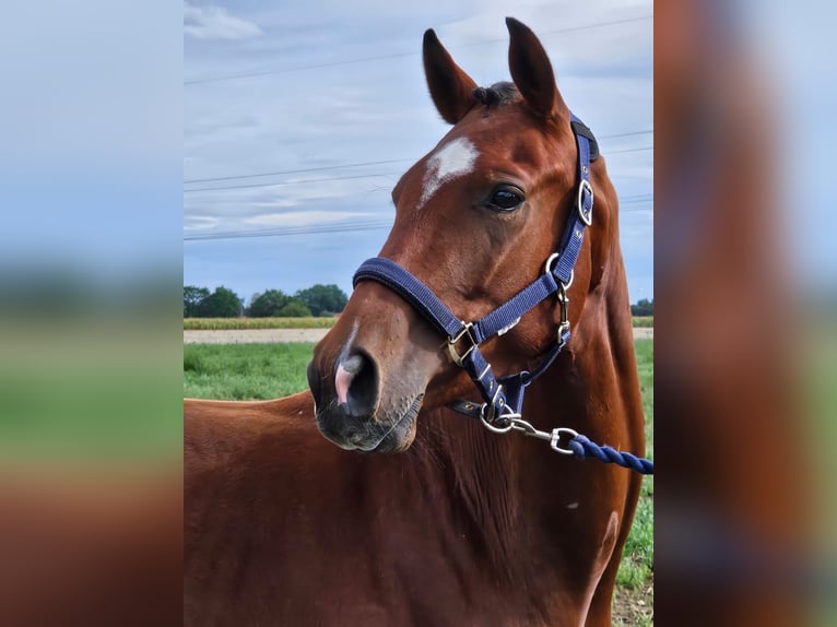 Westfale Wallach 3 Jahre 158 cm Brauner in Raddestorf