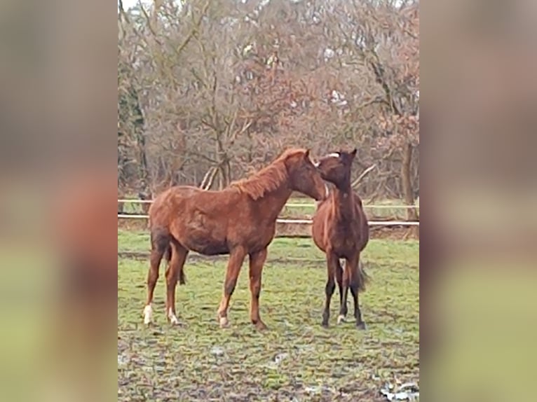 Westfale Wallach 3 Jahre 158 cm Brauner in Raddestorf