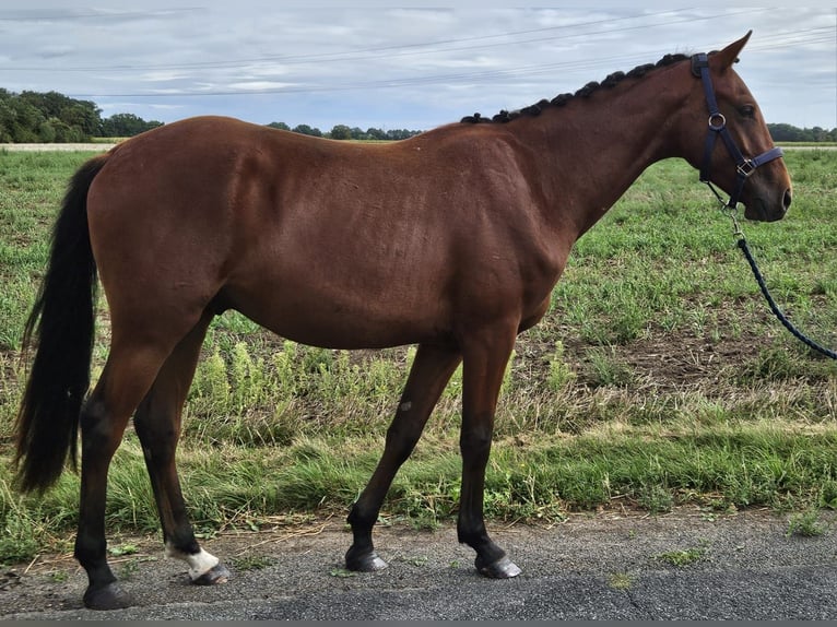Westfale Wallach 3 Jahre 158 cm Brauner in Raddestorf