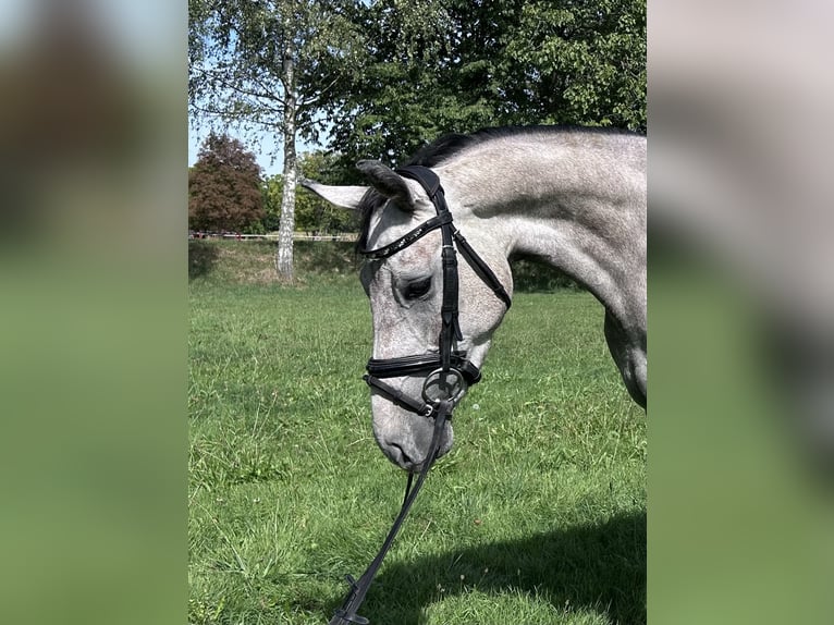 Westfale Wallach 3 Jahre 158 cm Schimmel in Bad Sch&#xF6;nborn