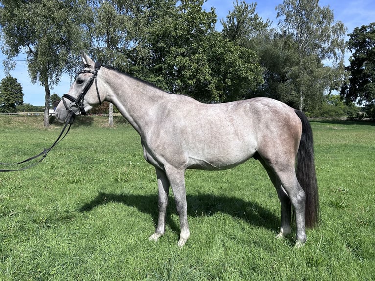 Westfale Wallach 3 Jahre 158 cm Schimmel in Bad Sch&#xF6;nborn