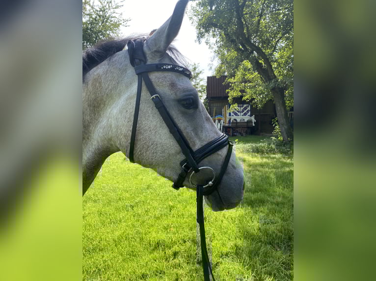 Westfale Wallach 3 Jahre 158 cm Schimmel in Bad Sch&#xF6;nborn