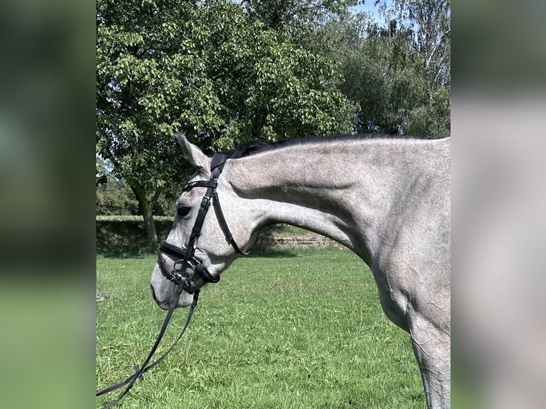 Westfale Wallach 3 Jahre 158 cm Schimmel in Bad Sch&#xF6;nborn