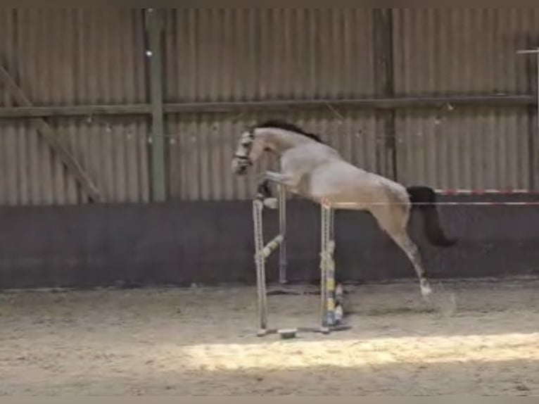 Westfale Wallach 3 Jahre 158 cm Schimmel in Bad Sch&#xF6;nborn