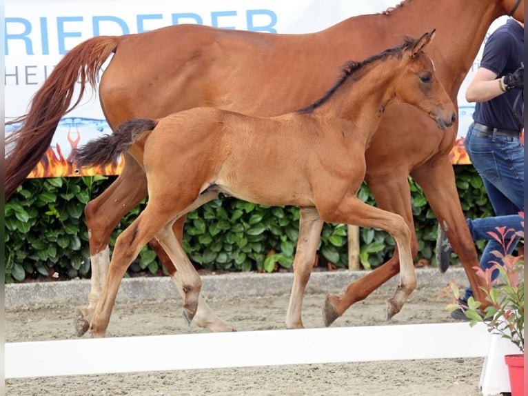 Westfale Wallach 3 Jahre 160 cm Brauner in Emsdetten