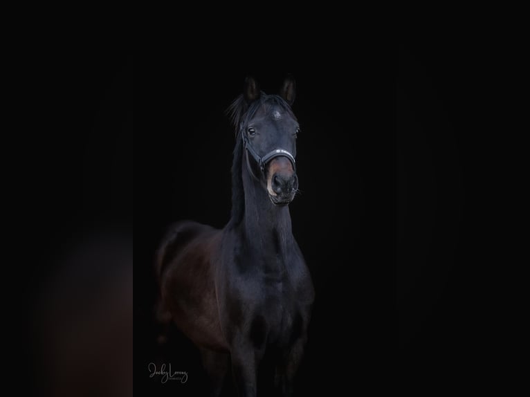 Westfale Wallach 3 Jahre 160 cm Brauner in Dortmund